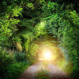 tunnel of trees.jpg