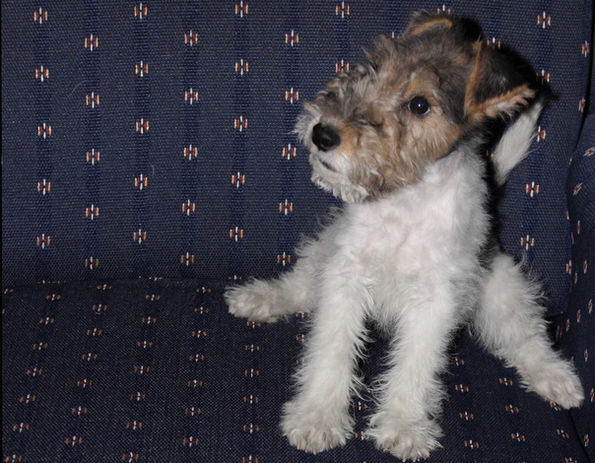 Lola