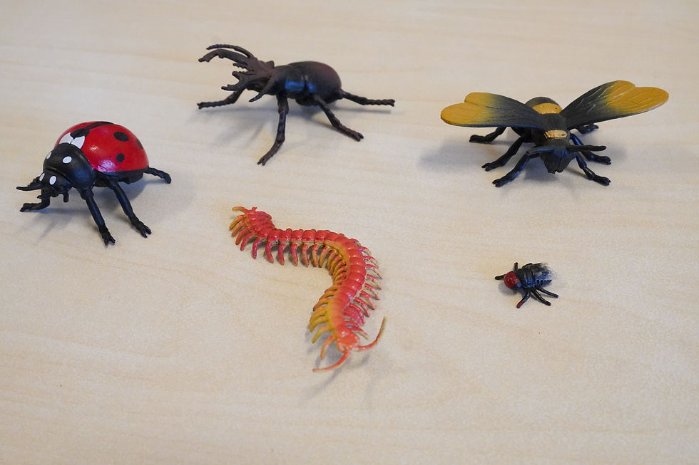 Language Object Box Series - Insects (Set C) | 语言小精品盒系列 - 昆虫 (套装C)