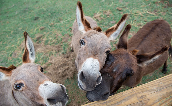 donkey's at oak creek preserve