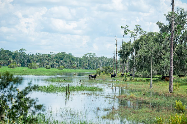 oak creek preserve retreat center brangus cattle images by julie anne photography florida