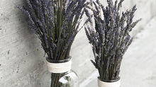 Lavender: The Magical Herb That's More Than Just a Pretty Scent!