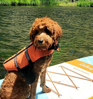 best goldendoodle breeder in california