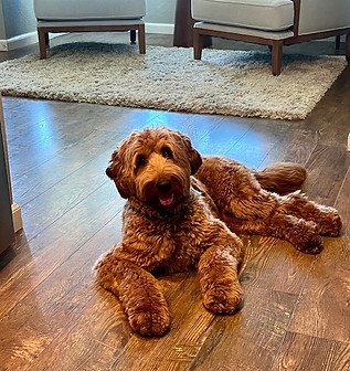 goldndoodle breeder california