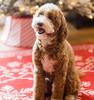goldendoodle puppies sacramento