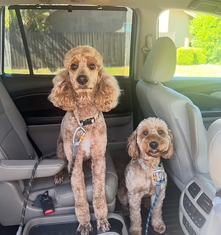 golden doodle puppies sacramento