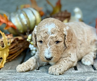 standard goldendoodle breeder sacramento