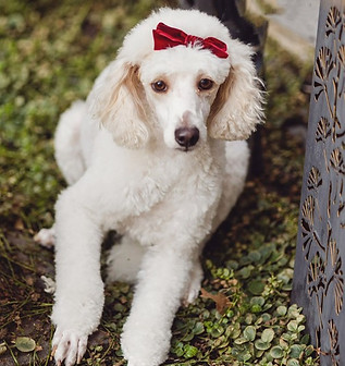 best goldendoodle breeder in california