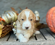 sacramento goldendoodles