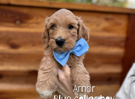 golden doodle breeder sacramento