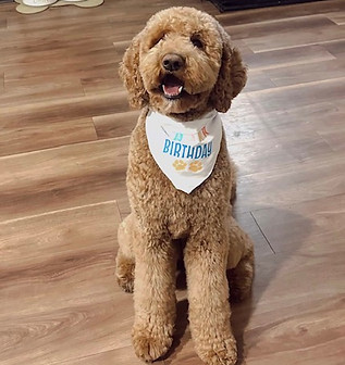 goldendoodles sacramento