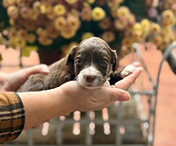 chocolate goldendoodle puppies