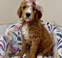 tuxedo goldendoodle puppies for sale