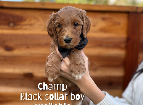 golden doodle puppies