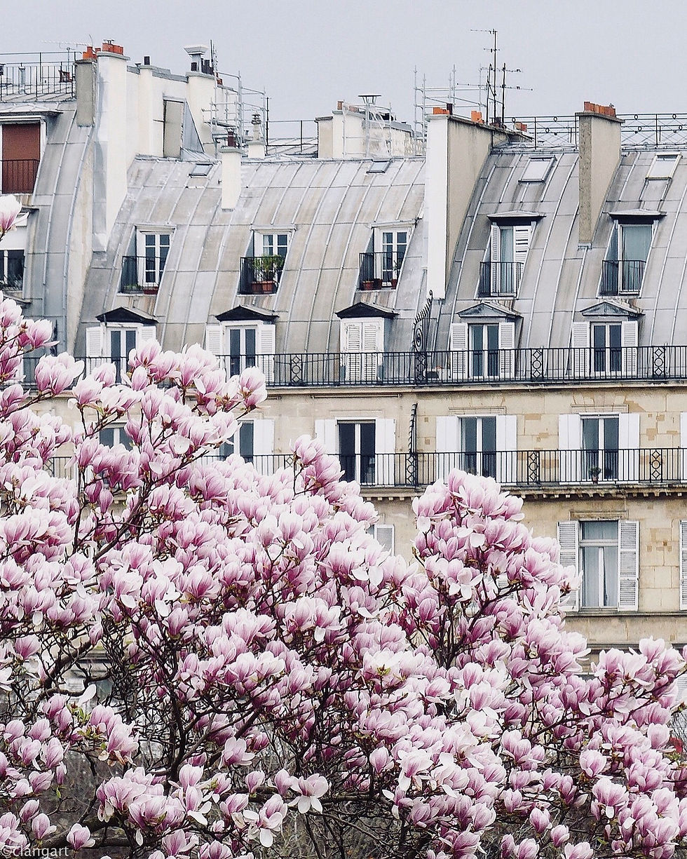 Magnolia aux Tuileries