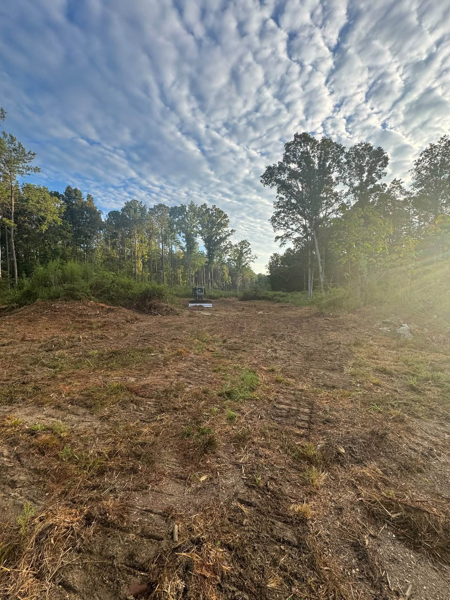 Forestry mulching clearing overgrown land under mature trees