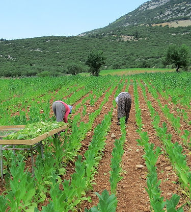 tütün kırımı