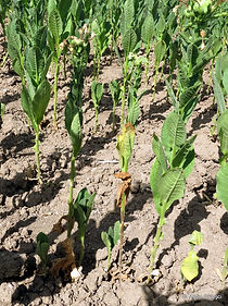 tütünde kök çürüklüğü