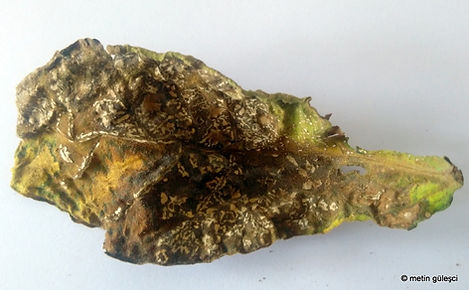 Tobacco TSWV,tütünde lekeli olgunluk virüsü