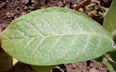 tütünde thrips zararı