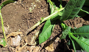 tütünde kök çürüklüğü