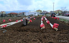 tütün fideliği-Kale