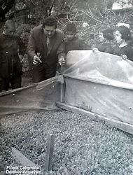 tütün fideliği