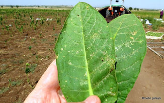 tütünde pire zararı