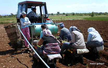 planting tobacco