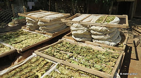 Elekte Tütün Kurutma