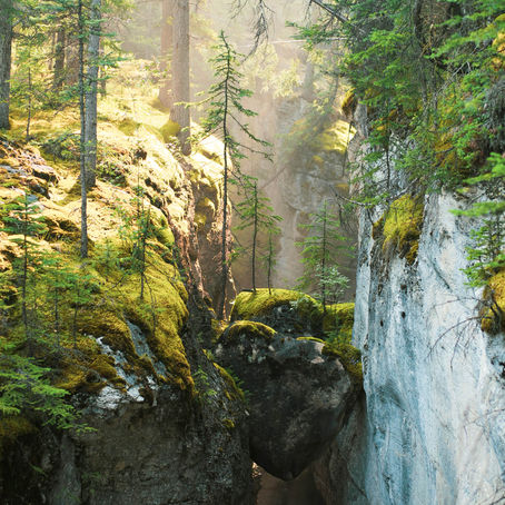 L'ours mal léché / An uncouth bear
