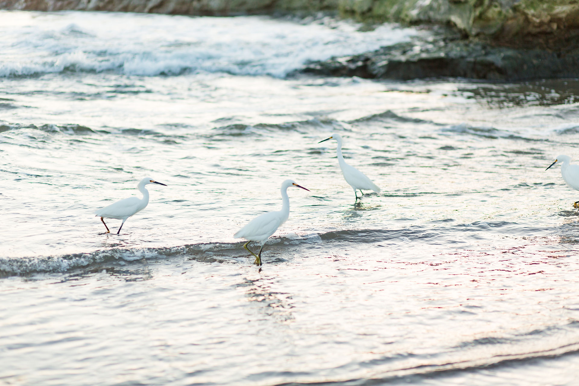 hkcreate bay area photography joyful light and airy san jose photographers northern california photoshoot beach maternity session pink belly dress natural bridges state beach santa cruz ocean sunset egrets
