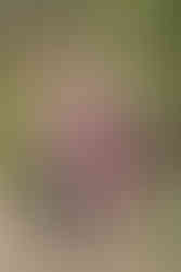 hkcreate hk create bay area photographers photography san jose guadalupe oak grove park holiday family session family of four sisters pink burgundy cream color scheme joyful light and airy sweet