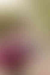 hkcreate hk create bay area photographers photography san jose guadalupe oak grove park holiday family session family of four sisters pink burgundy cream color scheme joyful light and airy sweet