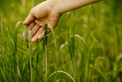 A hand reaching down from the top of the photo into a wheat field, pulling a stalk of wheat through her hand.