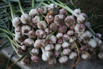 100 heads of garlic stacked up on one another