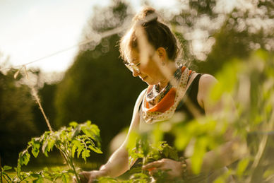 A photograph of a woman through the tomato plants, looking at her harvest. Priceville, ON