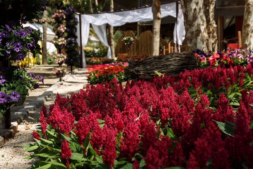 Com novo sucesso de público, Expoflora anuncia seis semanas de evento na edição de 2019