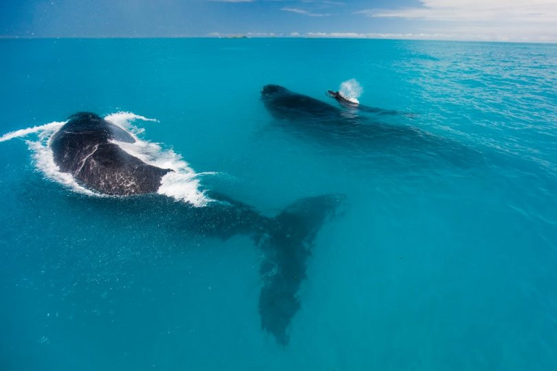 Turismo: Parque Nacional de Abrolhos reabre para visitação