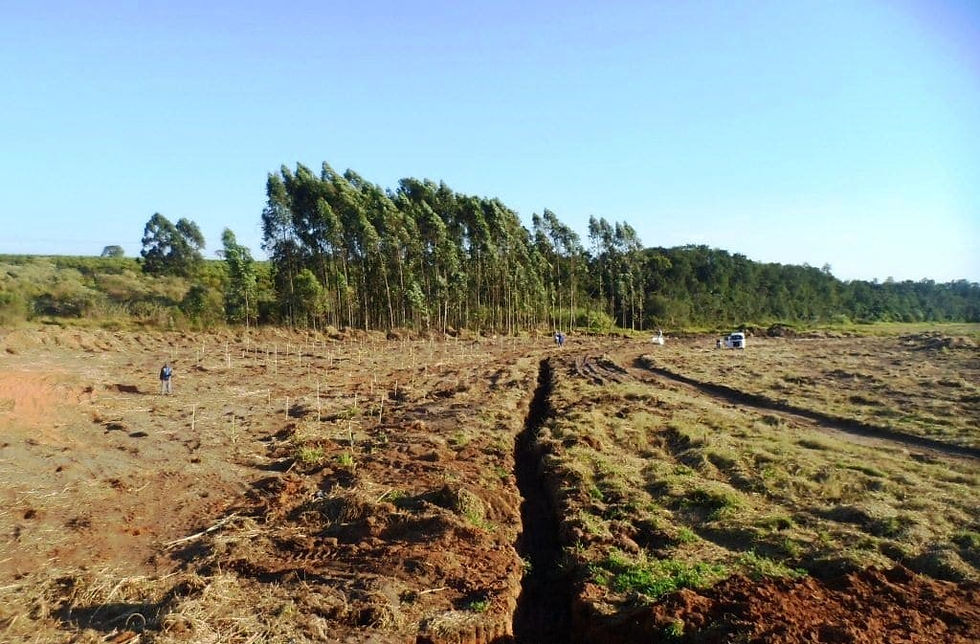 Terreno antes da ação