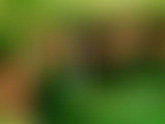 Conheça passeios no Mato Grosso que vão te surpreender