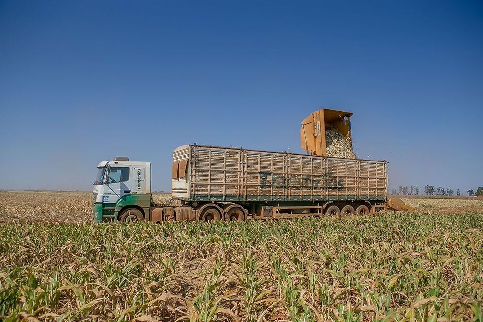 Transgrãos compra 120 caminhões Axor para transporte de milho em espiga