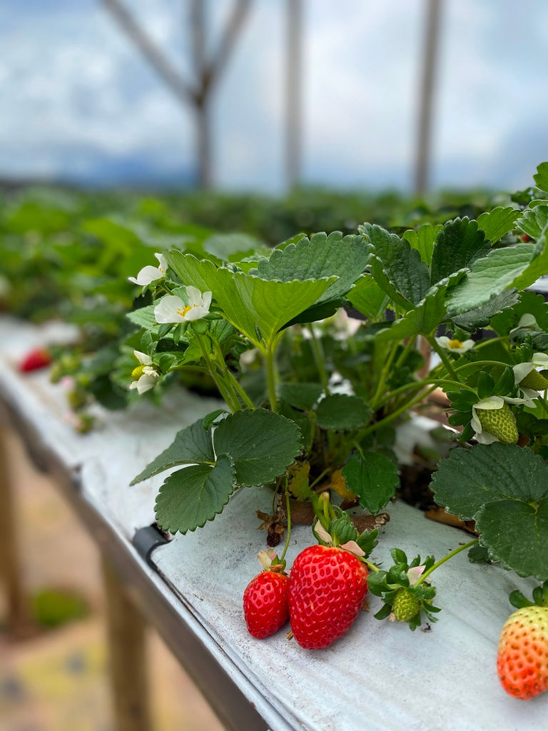 Campos do Jordão: A Suíça brasileira atrai turistas pela arquitetura e atividades ao ar livre