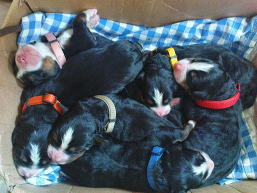 Štěňátka z Hodolan jsou na světě