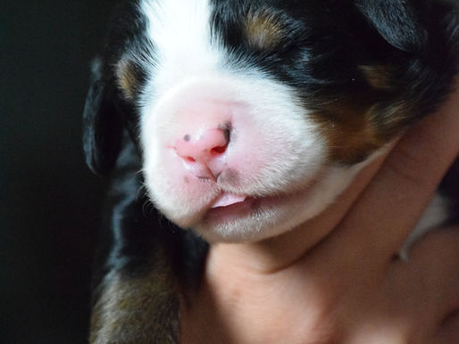 Červen a červenec 2017