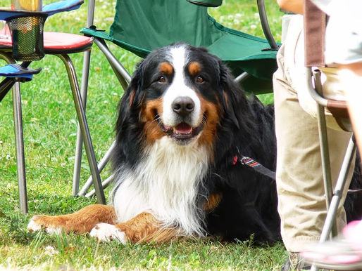 Psí dovolená na Moravě