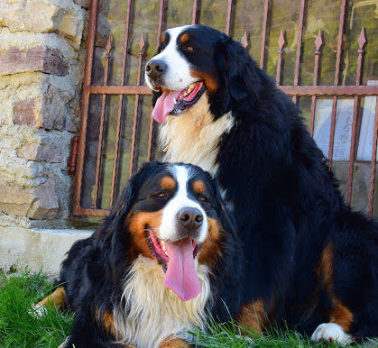 Velikonoce 2014 - Chvojnica SK