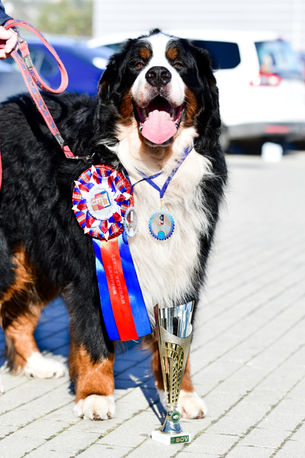Dante a jeho nejcennější tituly - veterán šampion CZ, SK a C.I.B. veterán