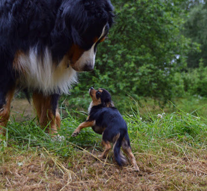 Psí víkend na Kocandě červen 2014