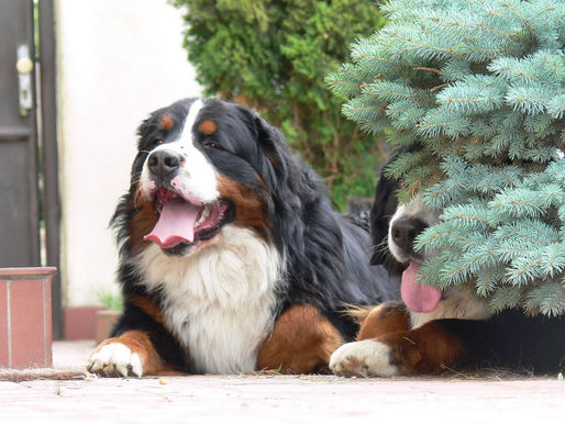 Jazzyho parťák Andy